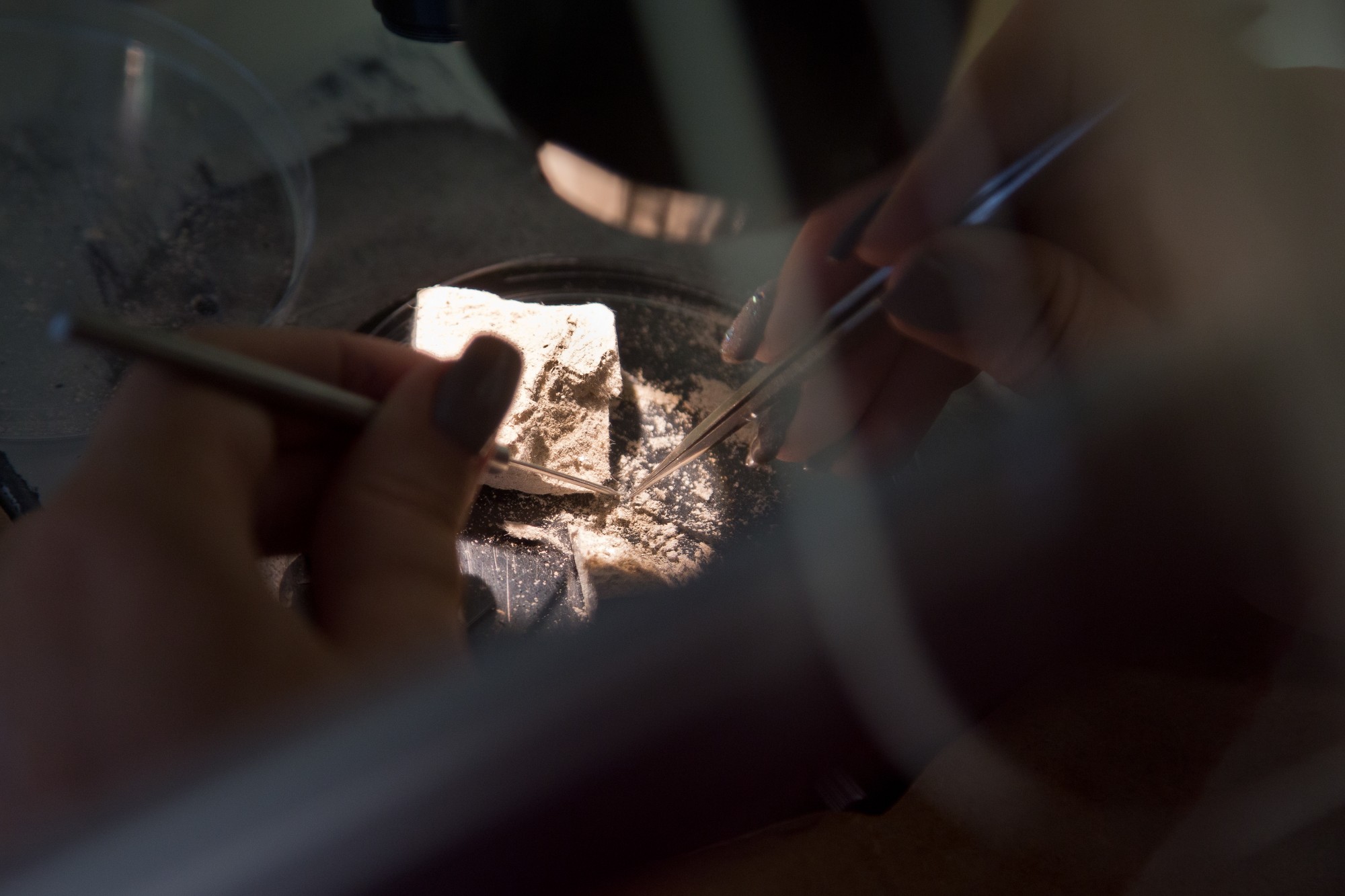 An asbestos sample being examined under laboratory light